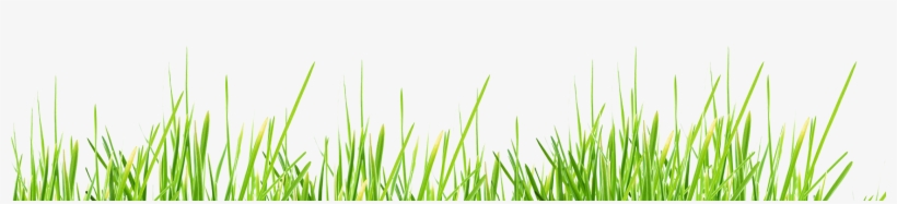 Cao Efeito Tipo Pintura Erva - Sweet Grass, transparent png