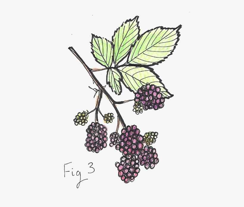Illustration Of A Blackberry Branch - Blackberry Branch, transparent png