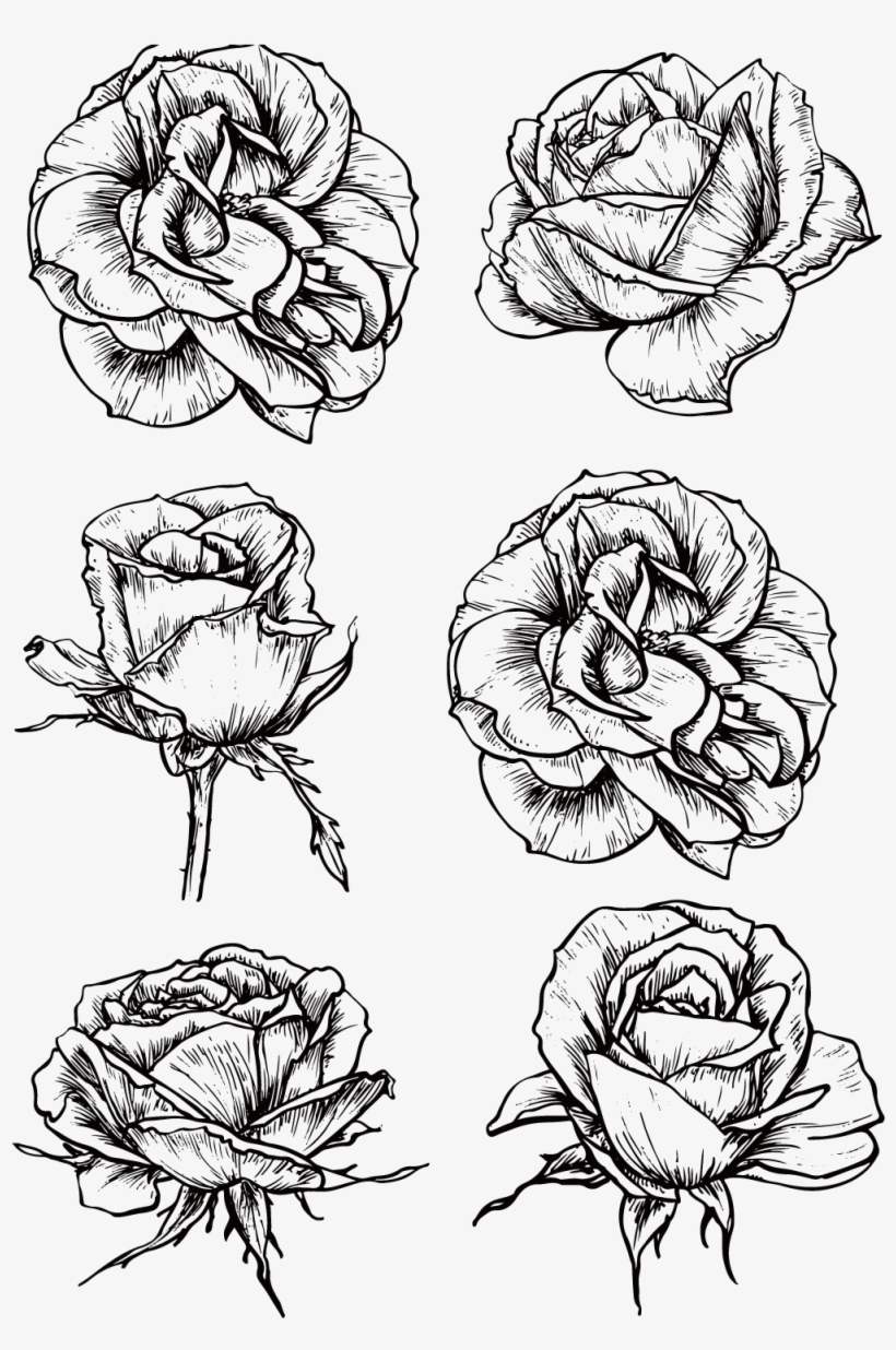 Graphic Rose Flower Black And White Roses Transprent - Black And White Roses Png, transparent png
