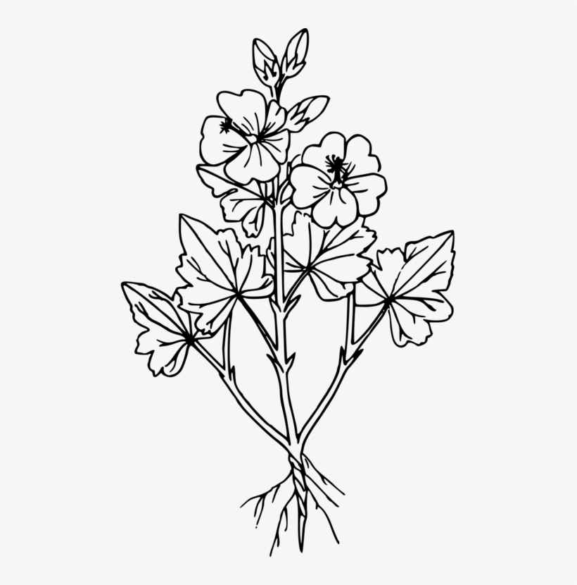 Image Royalty Free Stock Sphaeralcea Coccinea Computer - Clip Art, transparent png