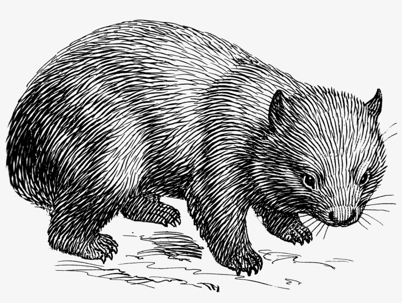 Vector Black And White Download File Psf Png Wikimedia - Combat Wombat Novelty Sign | Indoor/outdoor | Funny, transparent png