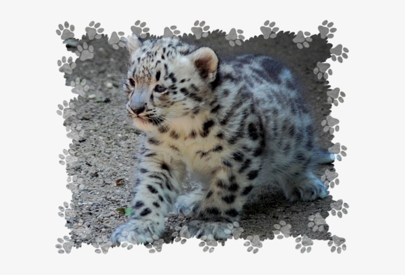 Bleed Area May Not Be Visible - Cafepress Paw Prints Calendar, transparent png