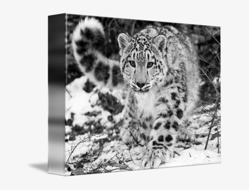 A Snow In The - Snow Leopard In The Winter Snow Mugs, transparent png