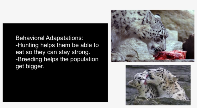Snow Leopard Eating, transparent png