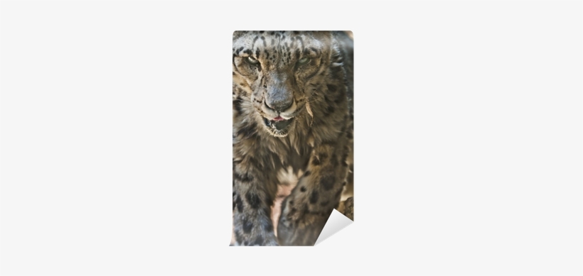 Snow Leopard, transparent png