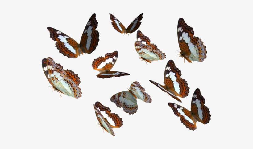 Real Butterfly Cliparts - Butterfly Png, transparent png
