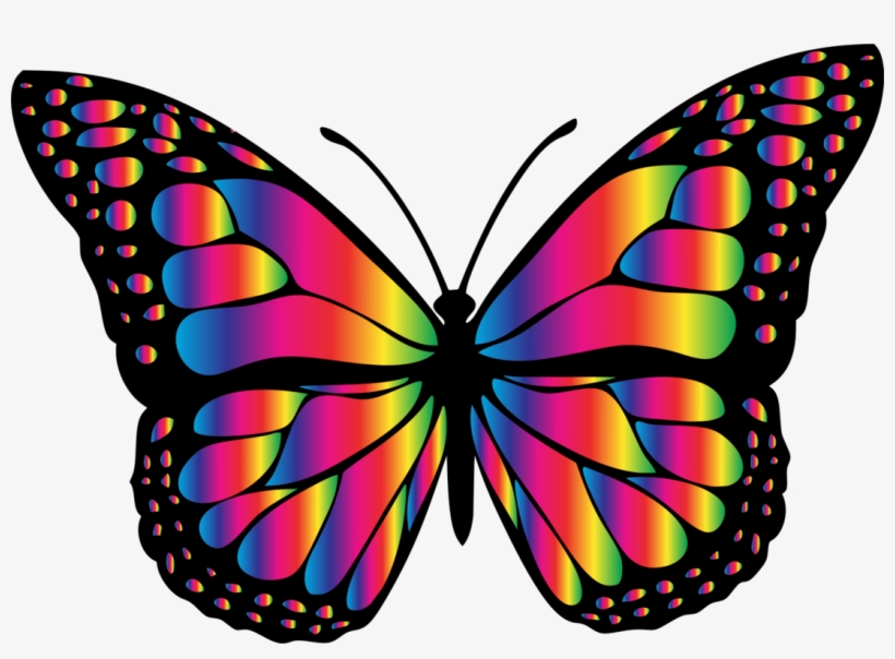 Insect Animal Chrissy S Wish Memorial Fund - Big Picture Of Butterfly, transparent png