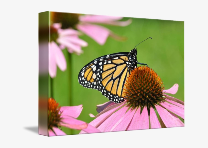 Coneflower Drawing Butterfly - Monarch Butterfly, transparent png