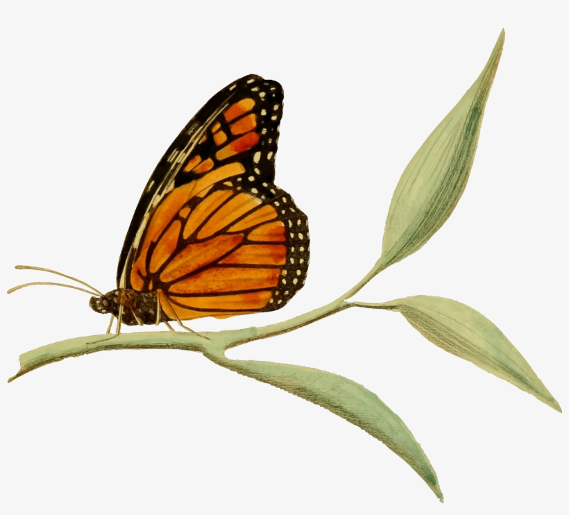 This Free Icons Png Design Of Monarch Butterfly 2, transparent png
