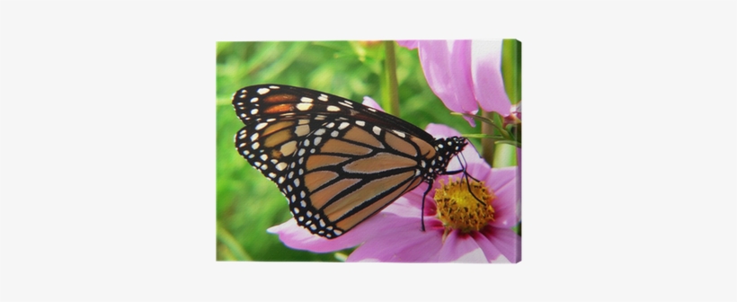 Closeup Of A Monarch Butterfly Canvas Print • Pixers® - Minibeasts: Science Cd Resource Pack, transparent png