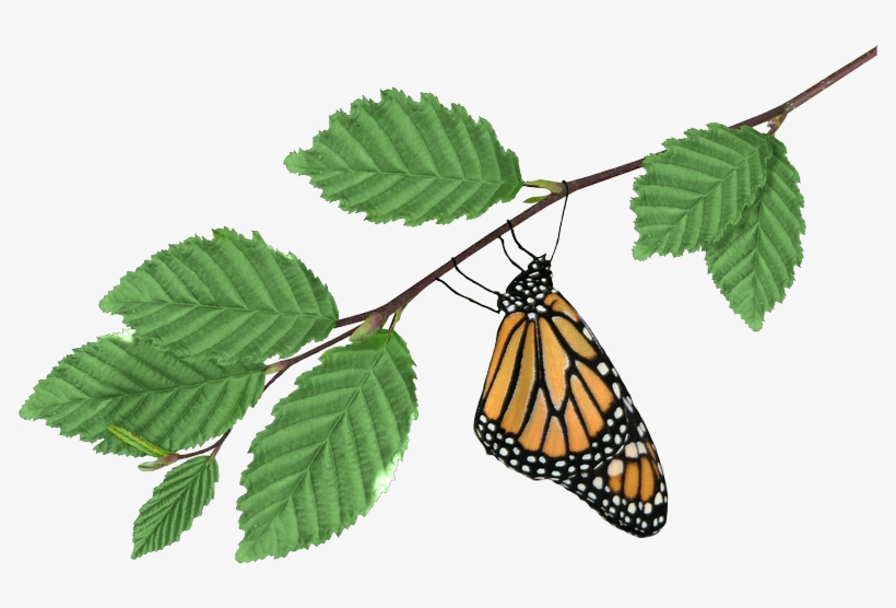 Monarch On Branch - Brookside Gardens, transparent png
