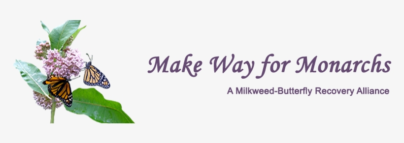 Make Way For Monarchs - 12.800 Pcs-common Milkweed Monarch Butterfly Hummingbird, transparent png