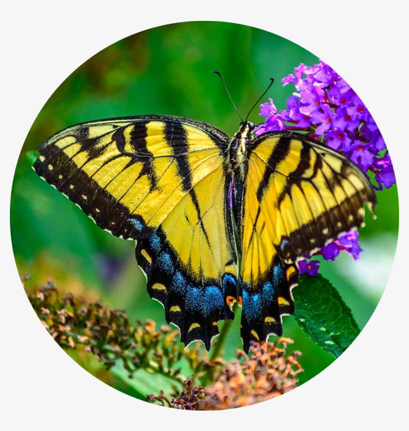 Butterfly, transparent png