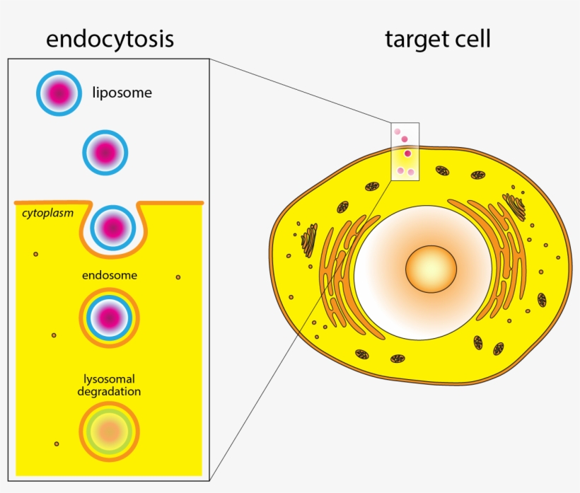 Nwo Vici Grant For Dr - Circle, transparent png