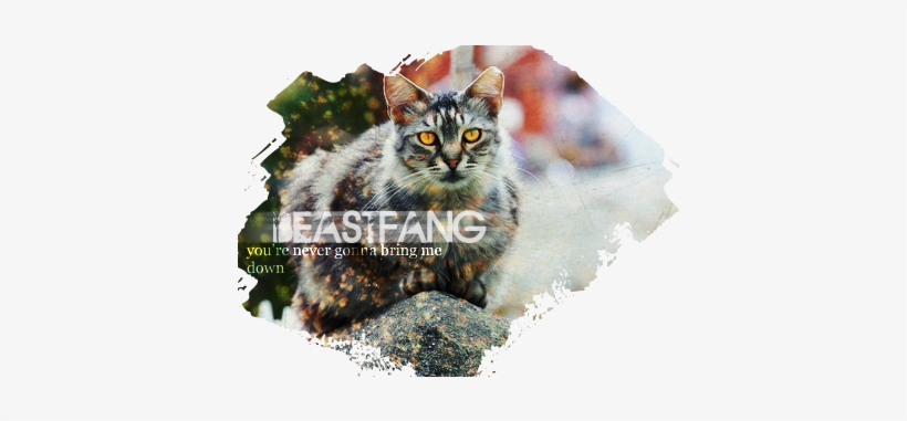 Tabby Cat, transparent png