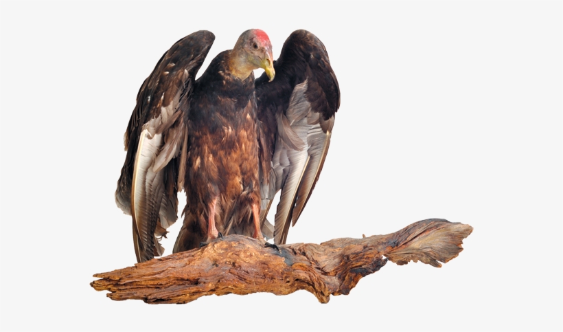 Vulture Transparent Png Hd, transparent png