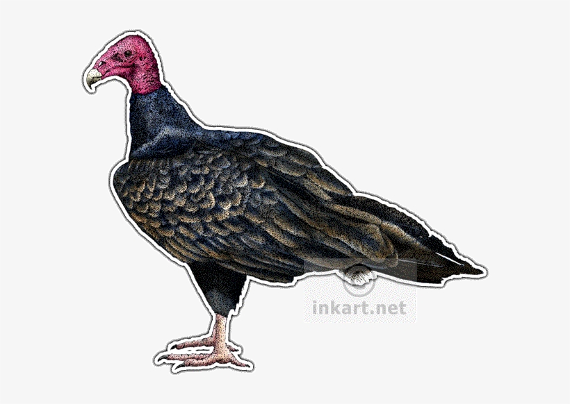 Png Transparent Library Vultures Drawing Ink - Turkey Vulture Note Cards (pk Of 10), transparent png