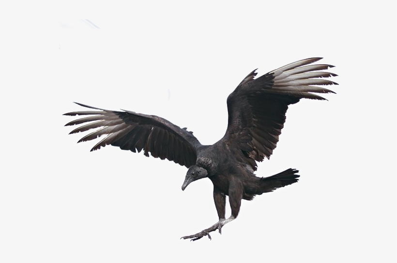 Hatchets Are Used To Cut Up The Corpse, Chopping The - Vultures Png, transparent png