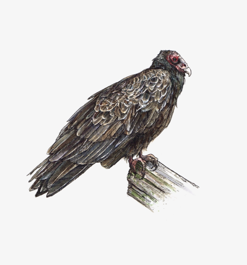 Vulture - Portable Network Graphics, transparent png