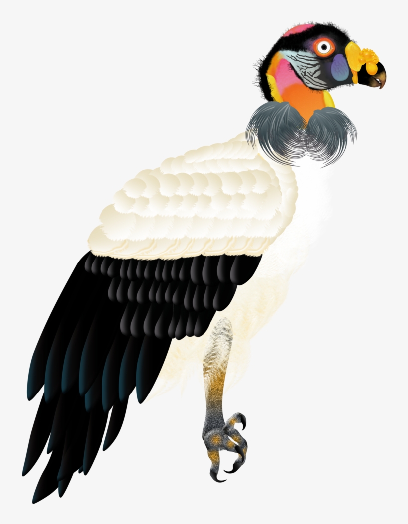 King-vulture, transparent png