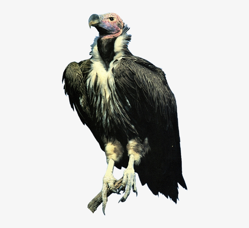 Click And Drag To Re-position The Image, If Desired - Vulture Transparent, transparent png