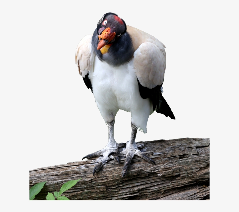 King Vulture Cutout Image - King Vulture Png, transparent png