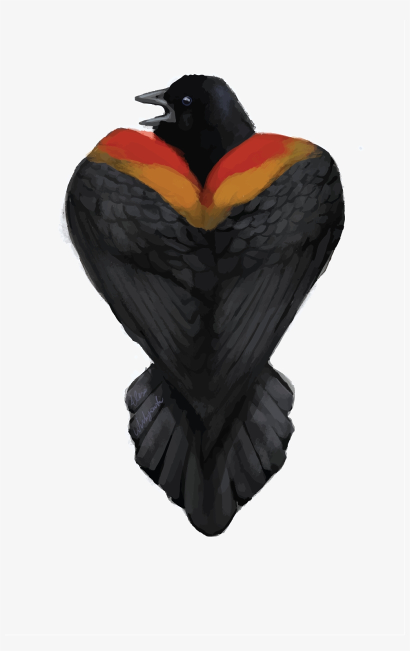 Thank You - Red Winged Blackbird, transparent png