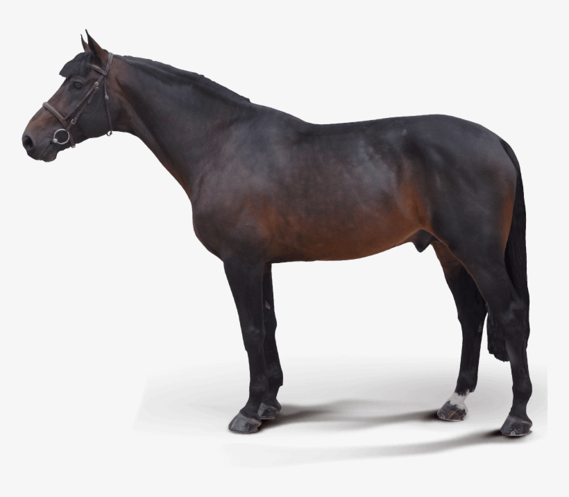 Medaglia D Oro Stallion, transparent png