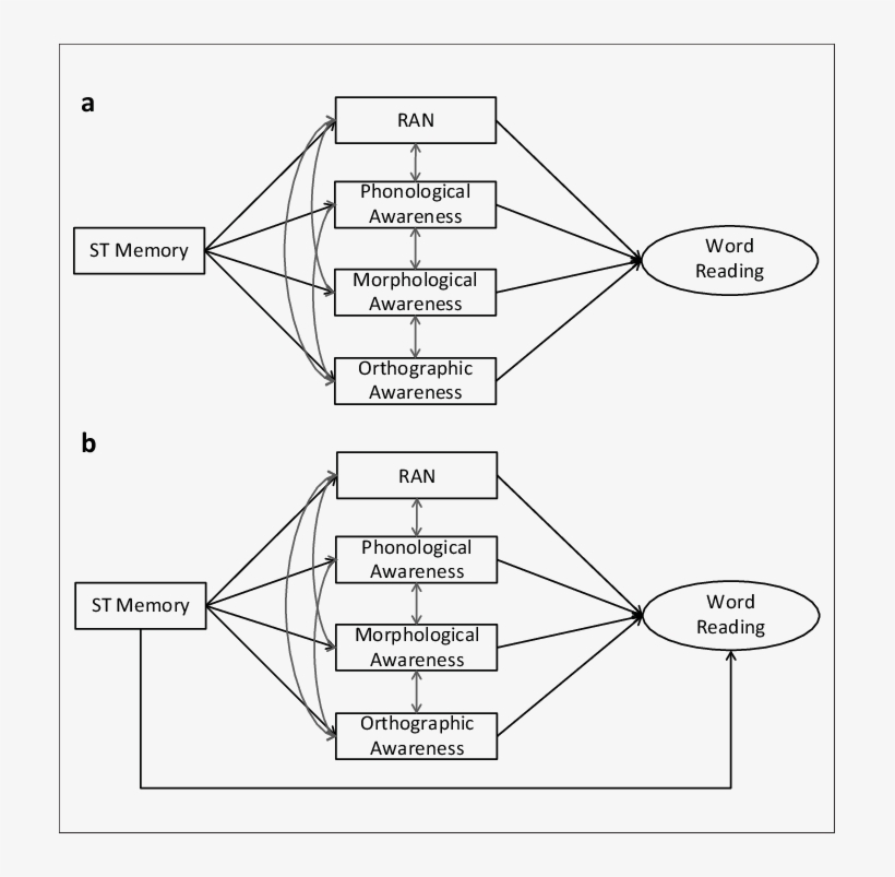 Black Lines Represent Predictive Relations Whereas - Diagram, transparent png