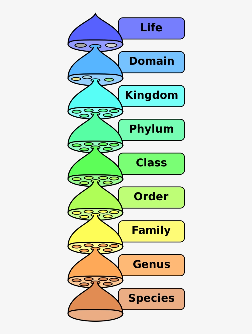 Biological Classification L Pengo Vflip - Biological Classification, transparent png