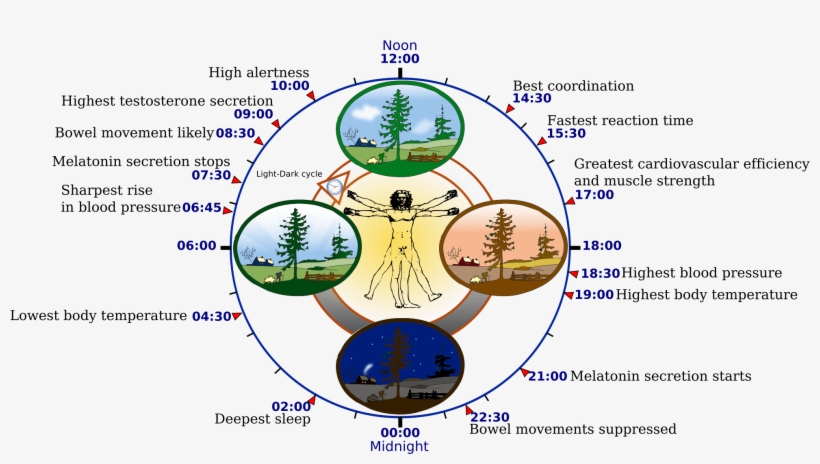 Biological Clock Human - Circadian Rhythm, transparent png