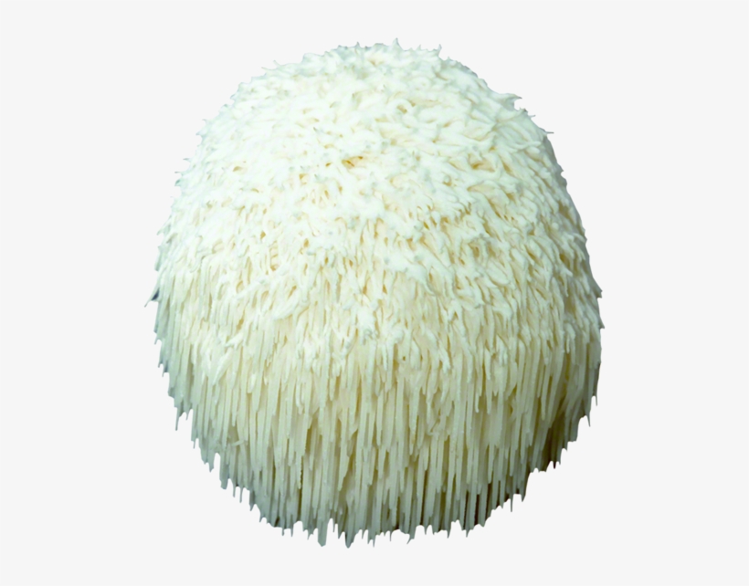 Lion's Mane Plug Spawn - Lion's Mane Mushroom, transparent png