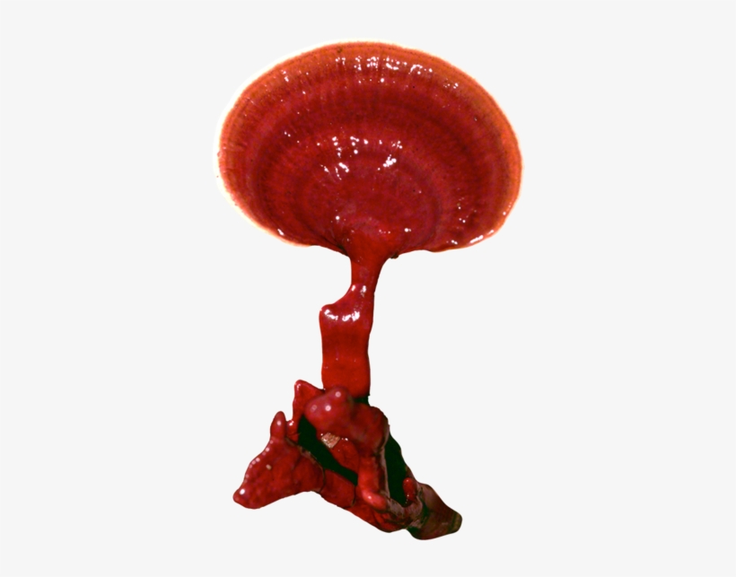 Reishi Plug Spawn - Lingzhi Mushroom, transparent png