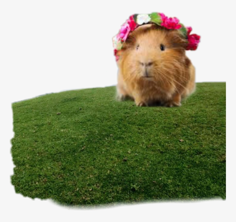 Guinea Pig, transparent png