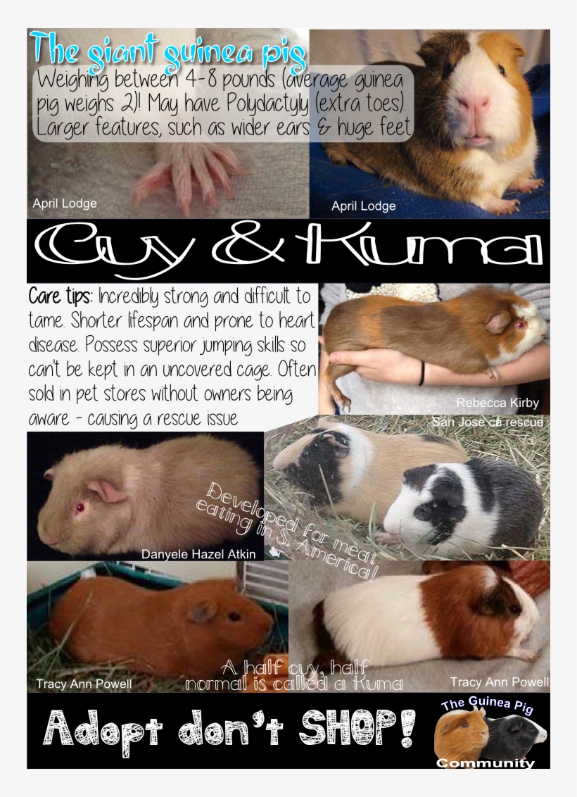 Cuys And Kumas - Guinea Pig, transparent png