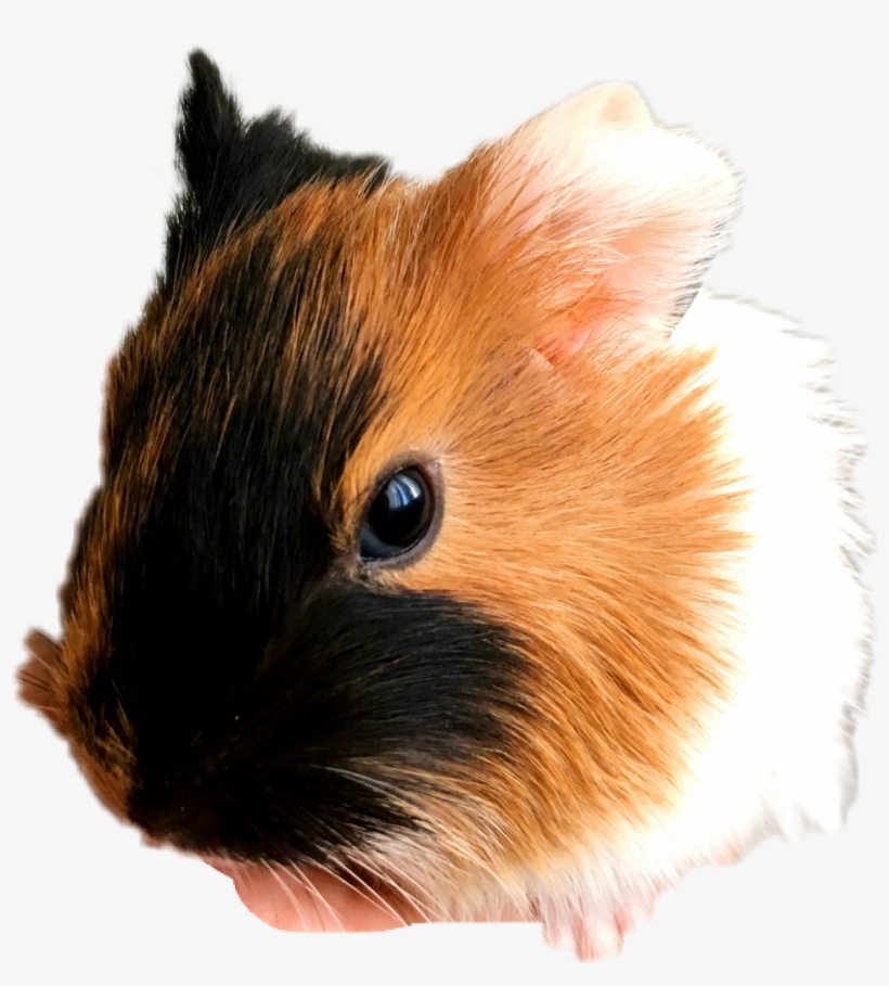 Guinea Pig With Unicorn Horn, transparent png