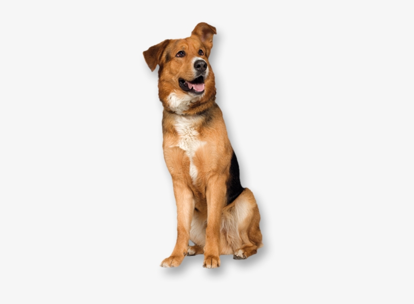 Dog, transparent png
