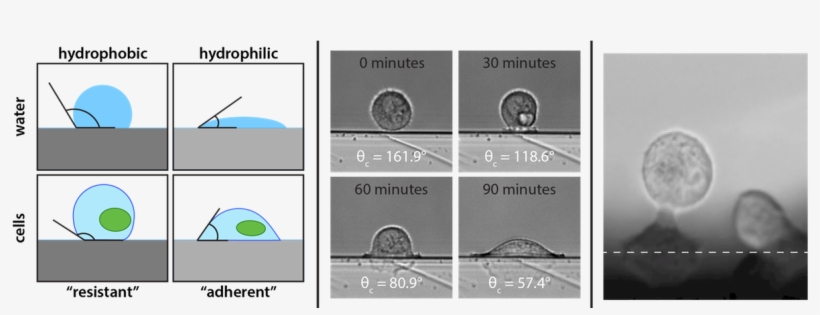 Microscope, transparent png