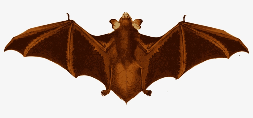 Medium Image - Bat Wings, transparent png