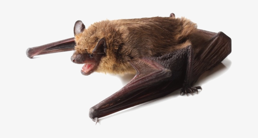 A Little Brown Bat Perched On Its Wings - Perched Bat, transparent png