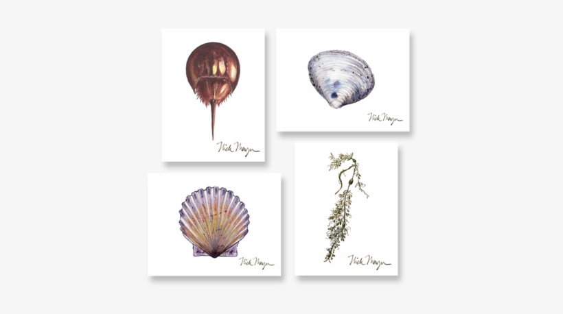 Beachcomber Boxed Assortment - Cape Cod, transparent png