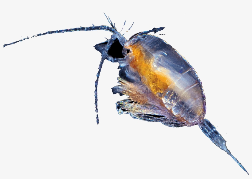 Chapter - Beetle, transparent png