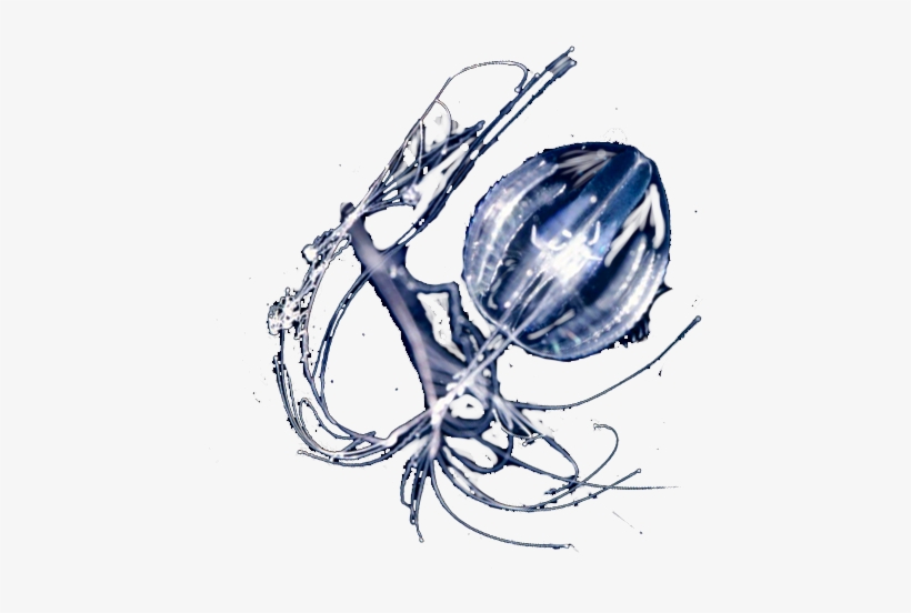 Pleurobrachia - Zooplancton Png, transparent png