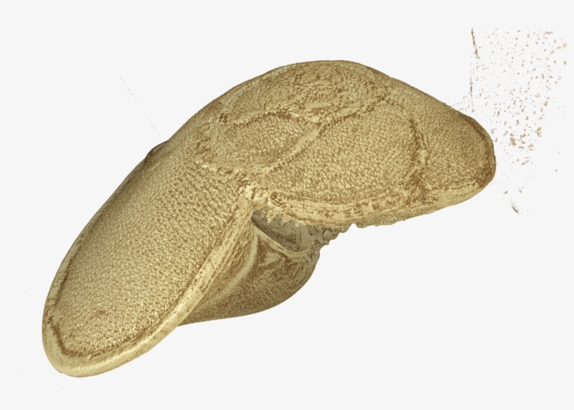 Plankton Shell - Insect, transparent png