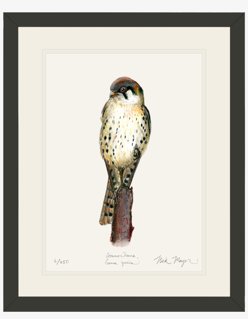 Name Bl V=1524851137 - American Kestrel, transparent png