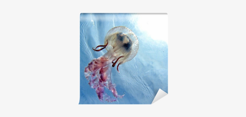 Lucedistrega Catostylus Tagi - Earrings With Nucleated, transparent png