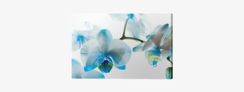 Bible Verses With White Flowers, transparent png