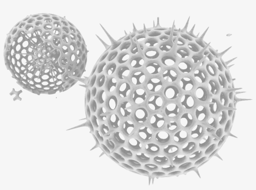 Plankton 1user2017 07 05t11 - Sea, transparent png