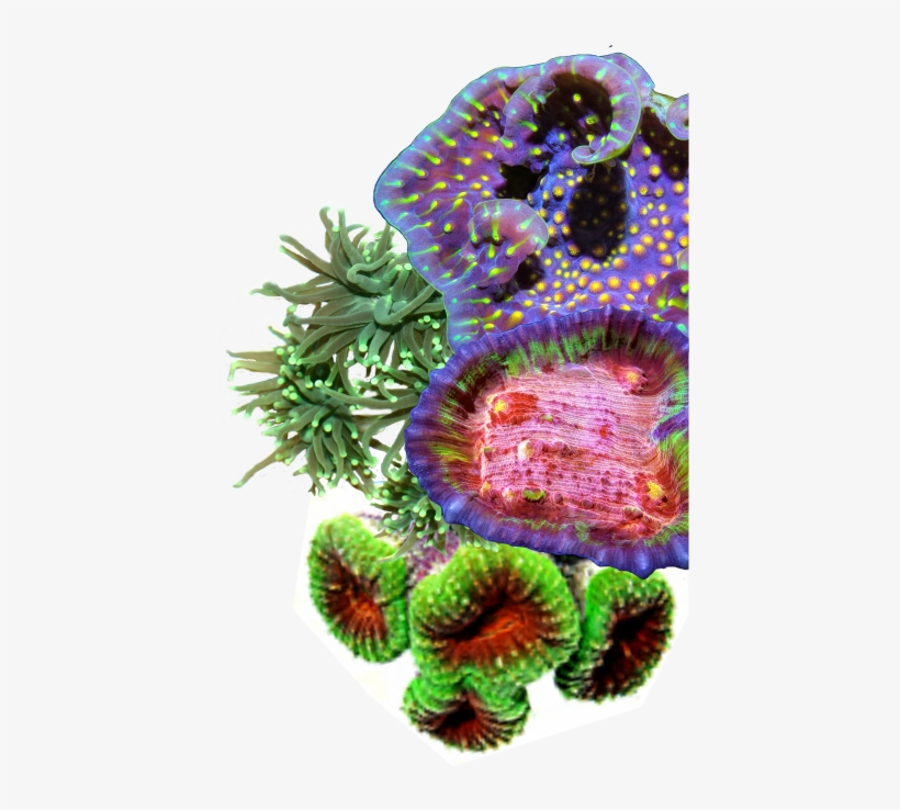 Coral, transparent png