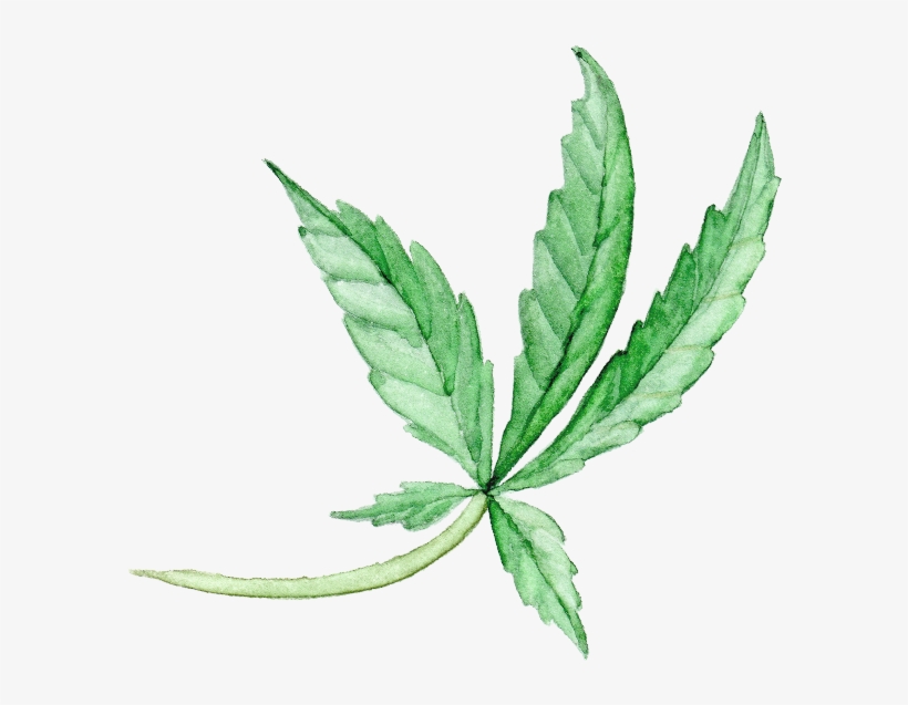 Our Story - Fern, transparent png